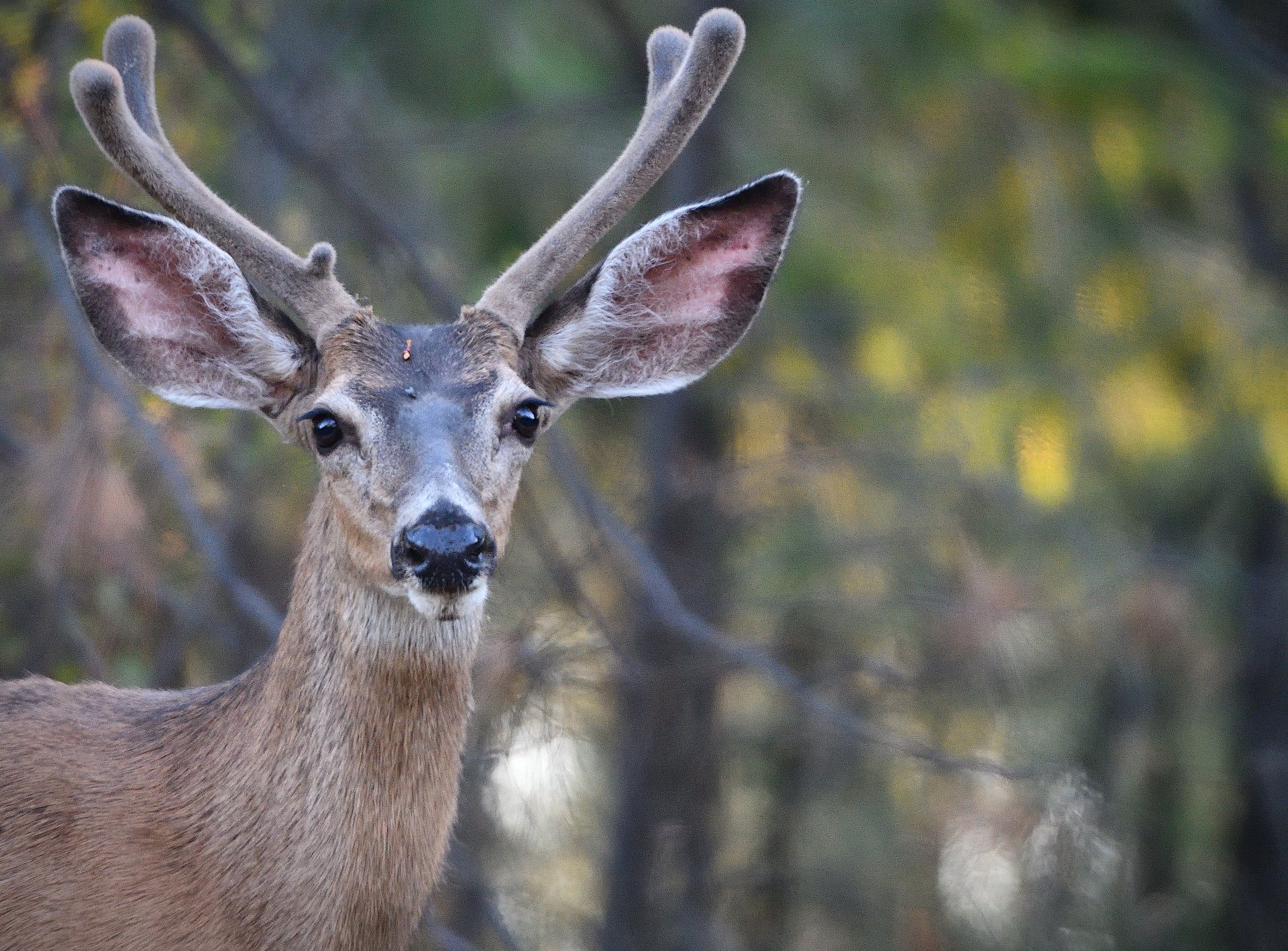 Mule Deer