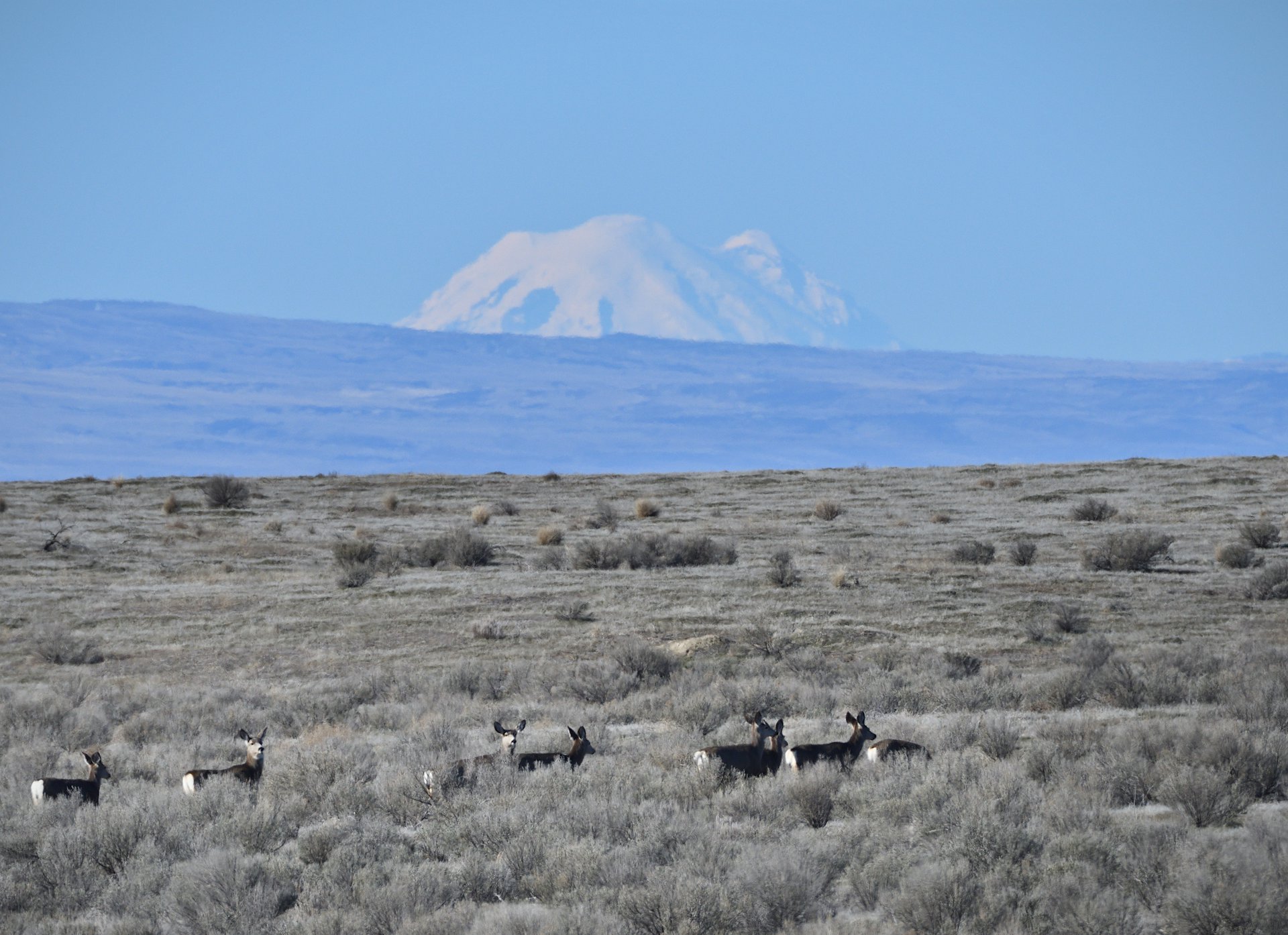 Mule Deer