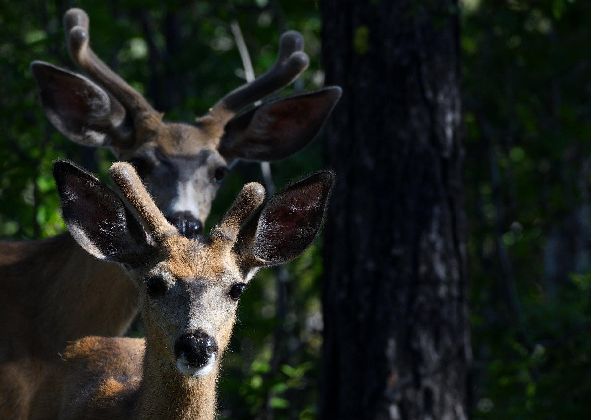 Mule Deer