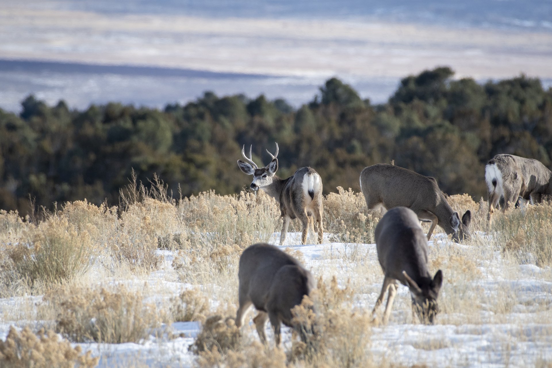 Mule Deer