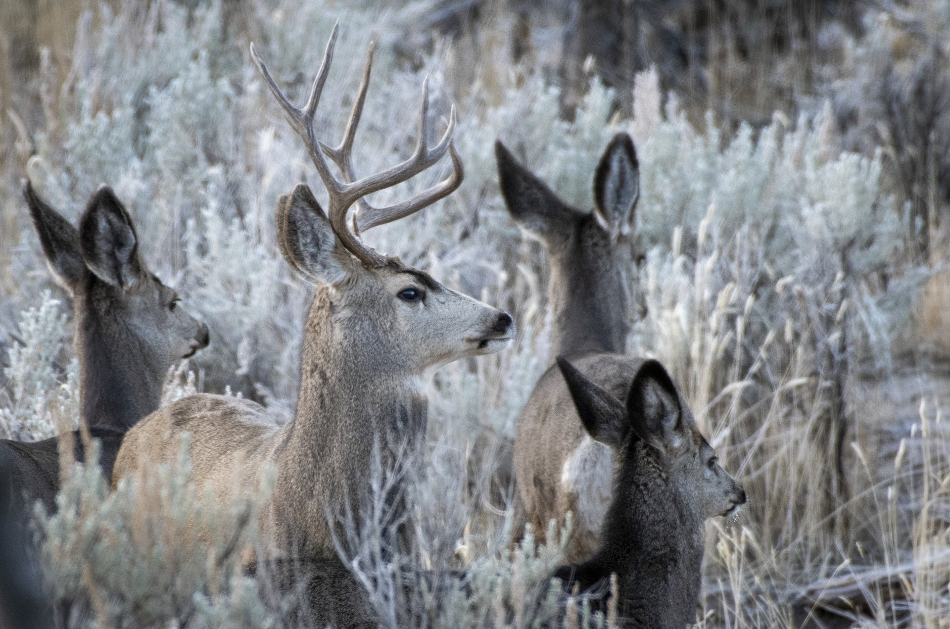 Mule Deer