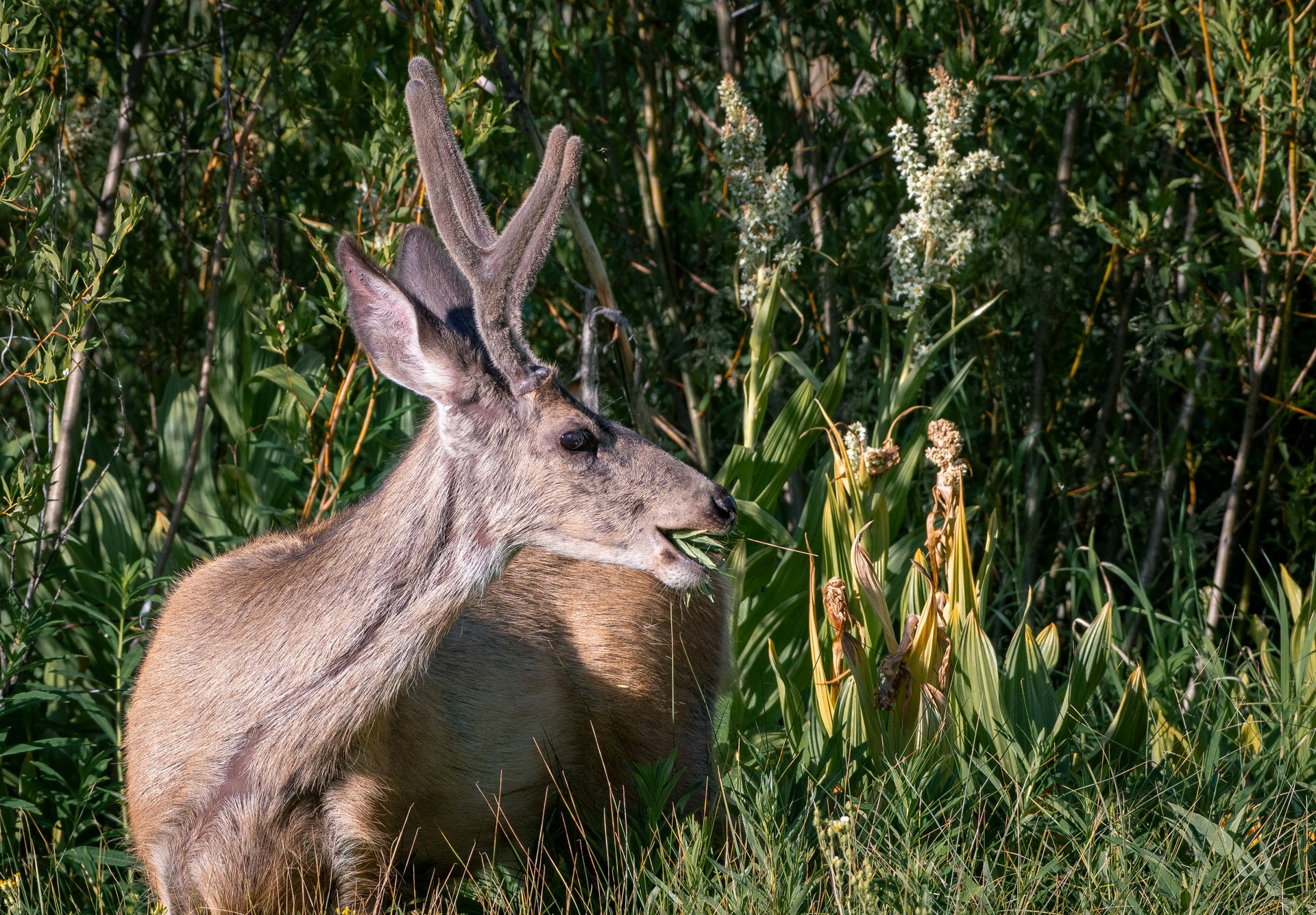 Mule Deer