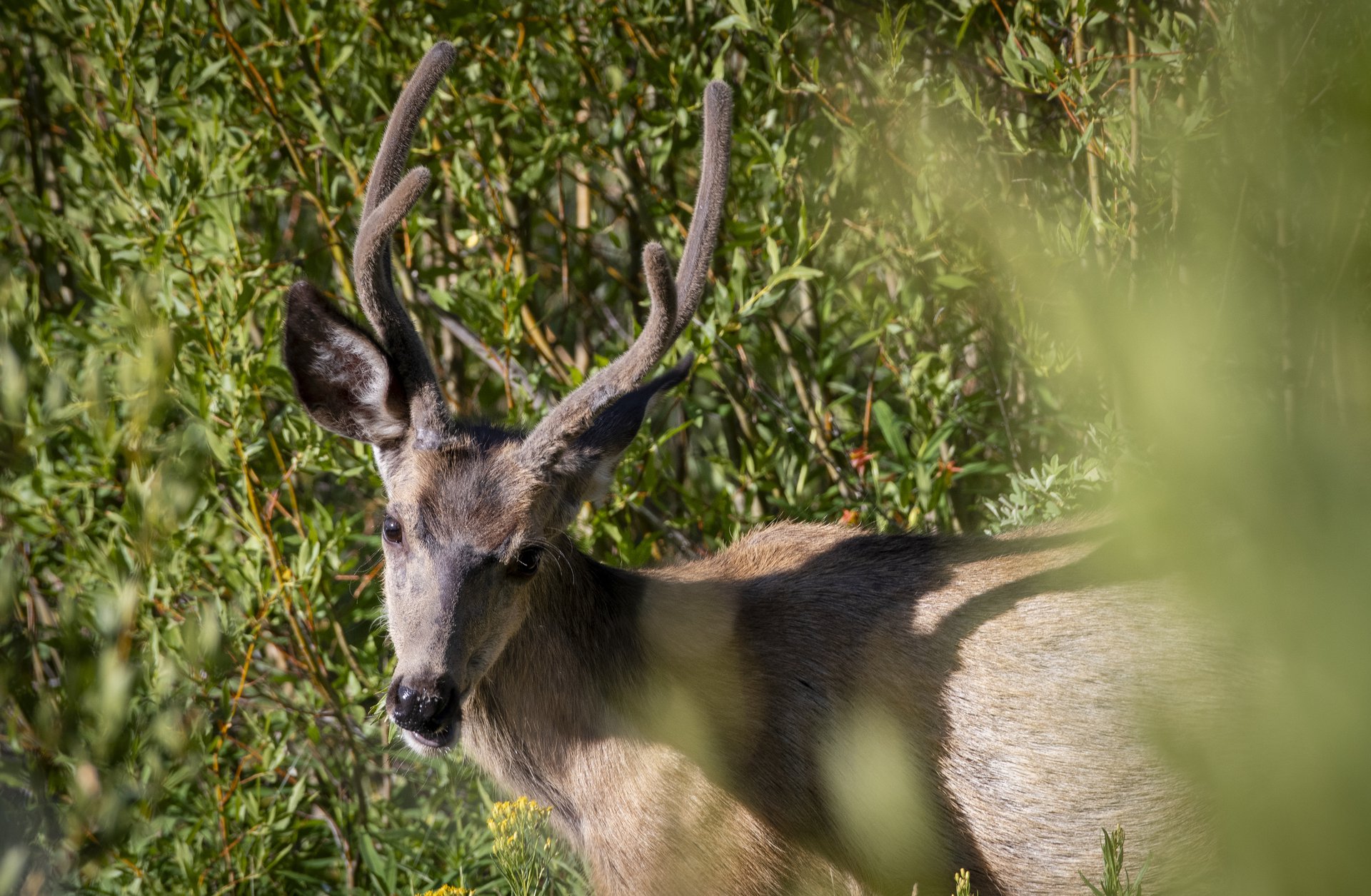 Mule Deer