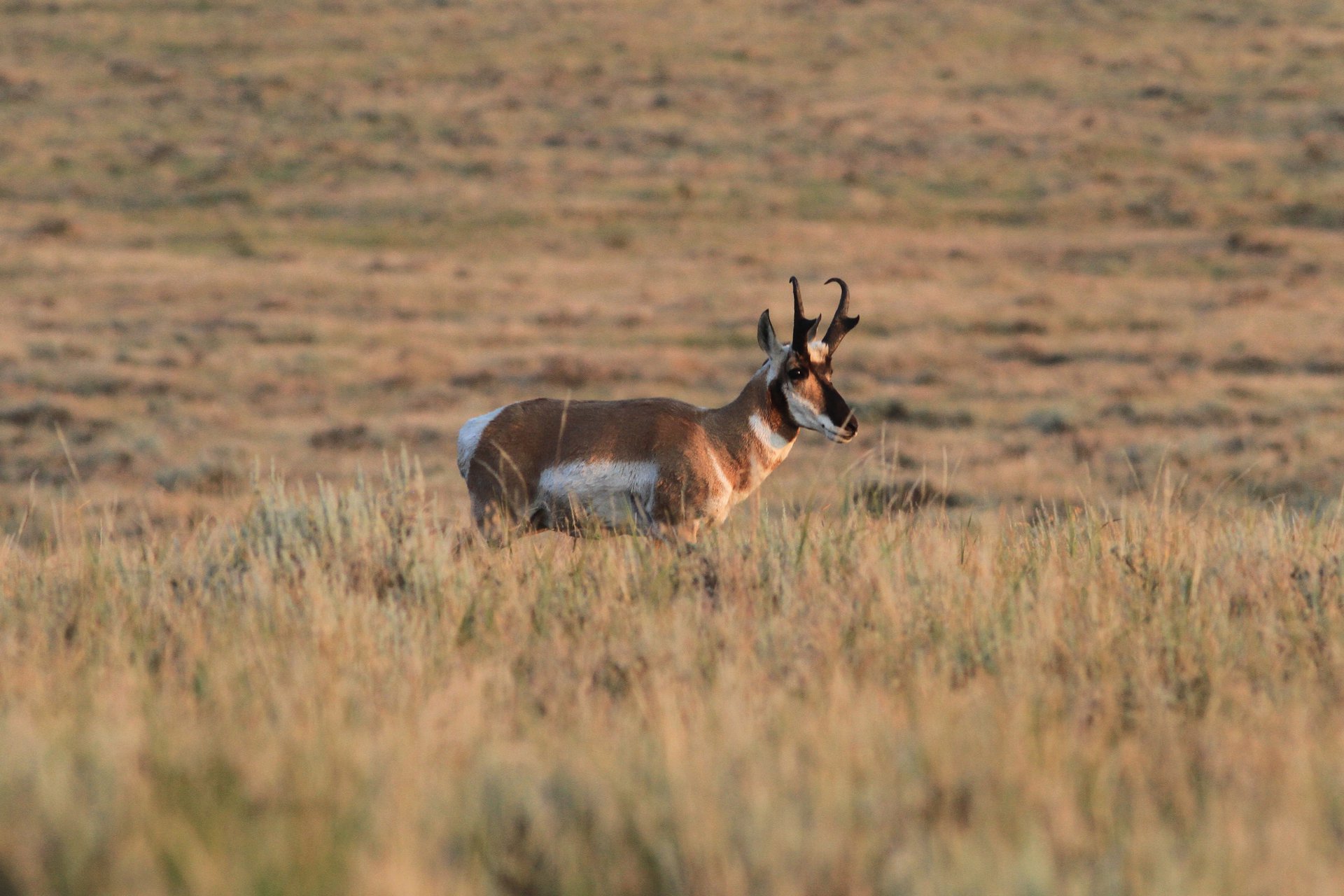 Pronghorn