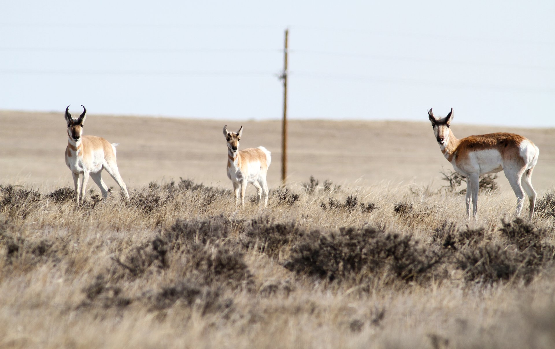 Pronghorn