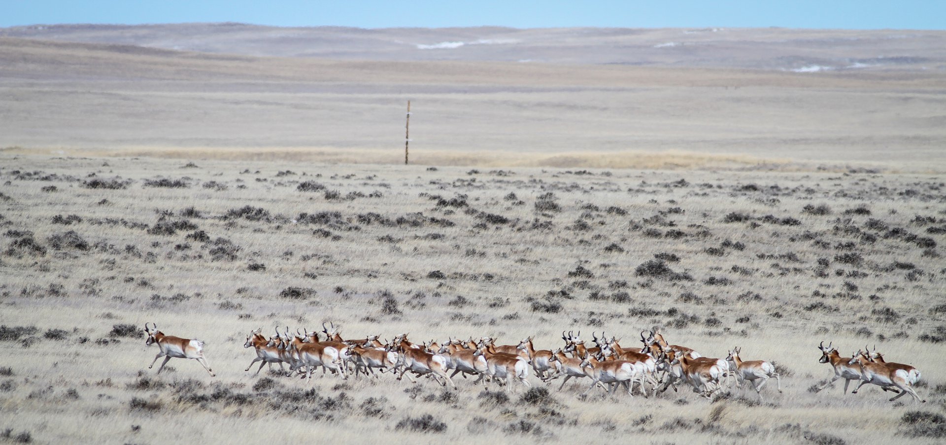 Pronghorn
