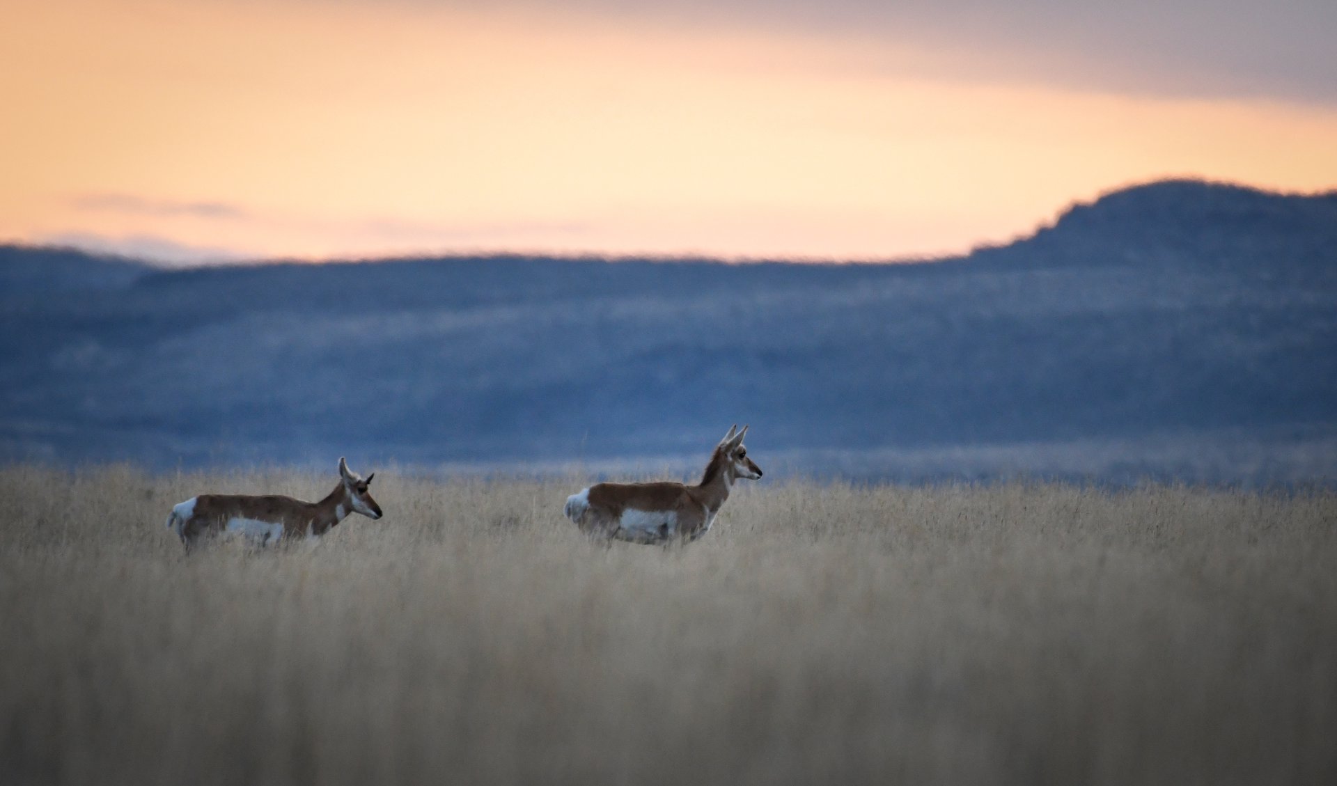 Pronghorn