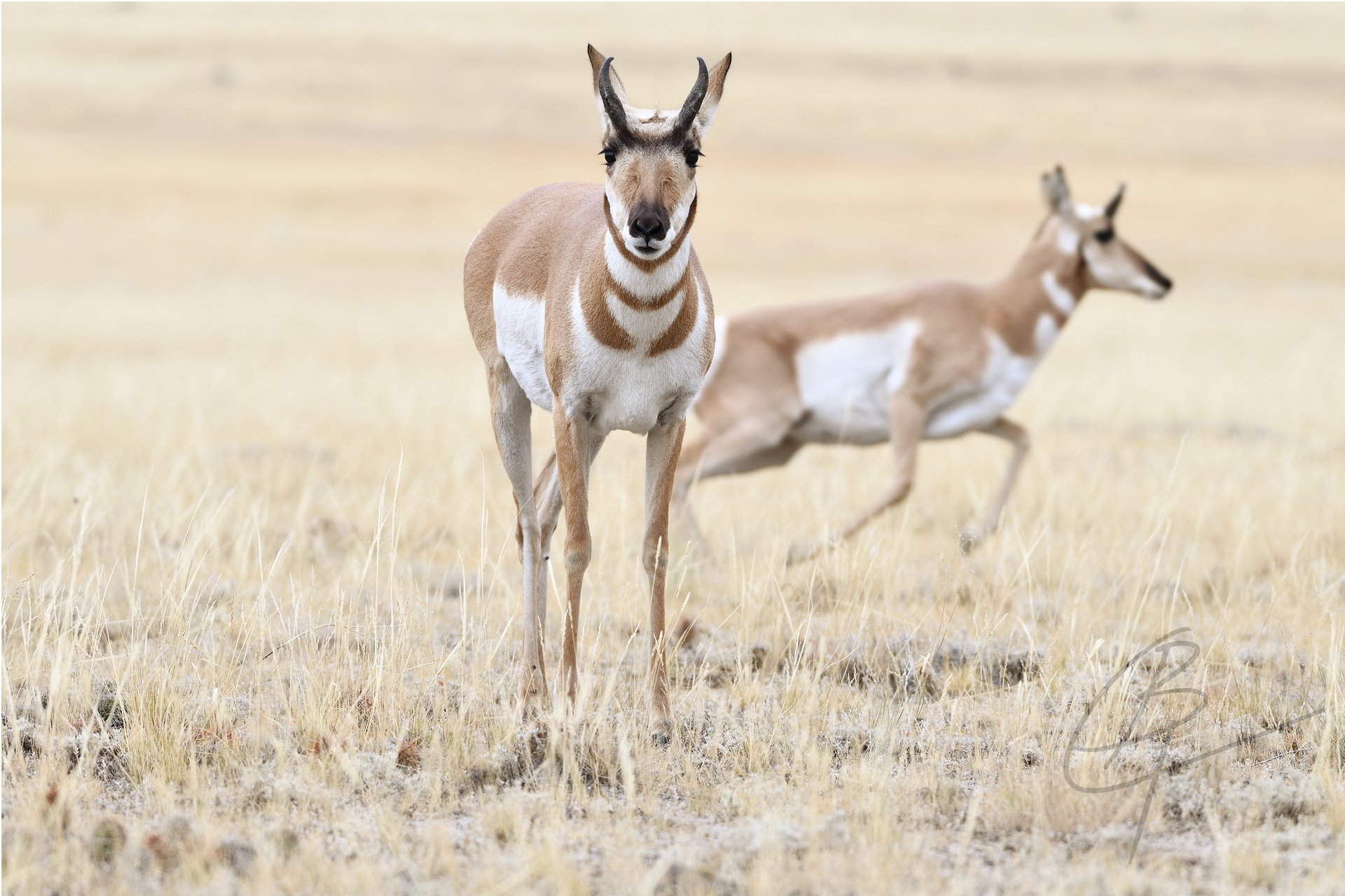 Pronghorn
