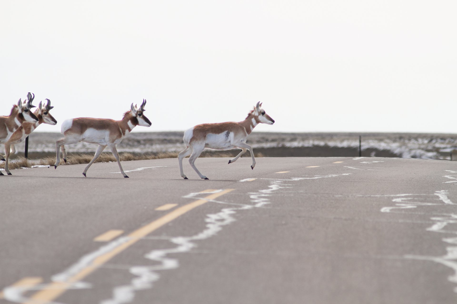 Pronghorn