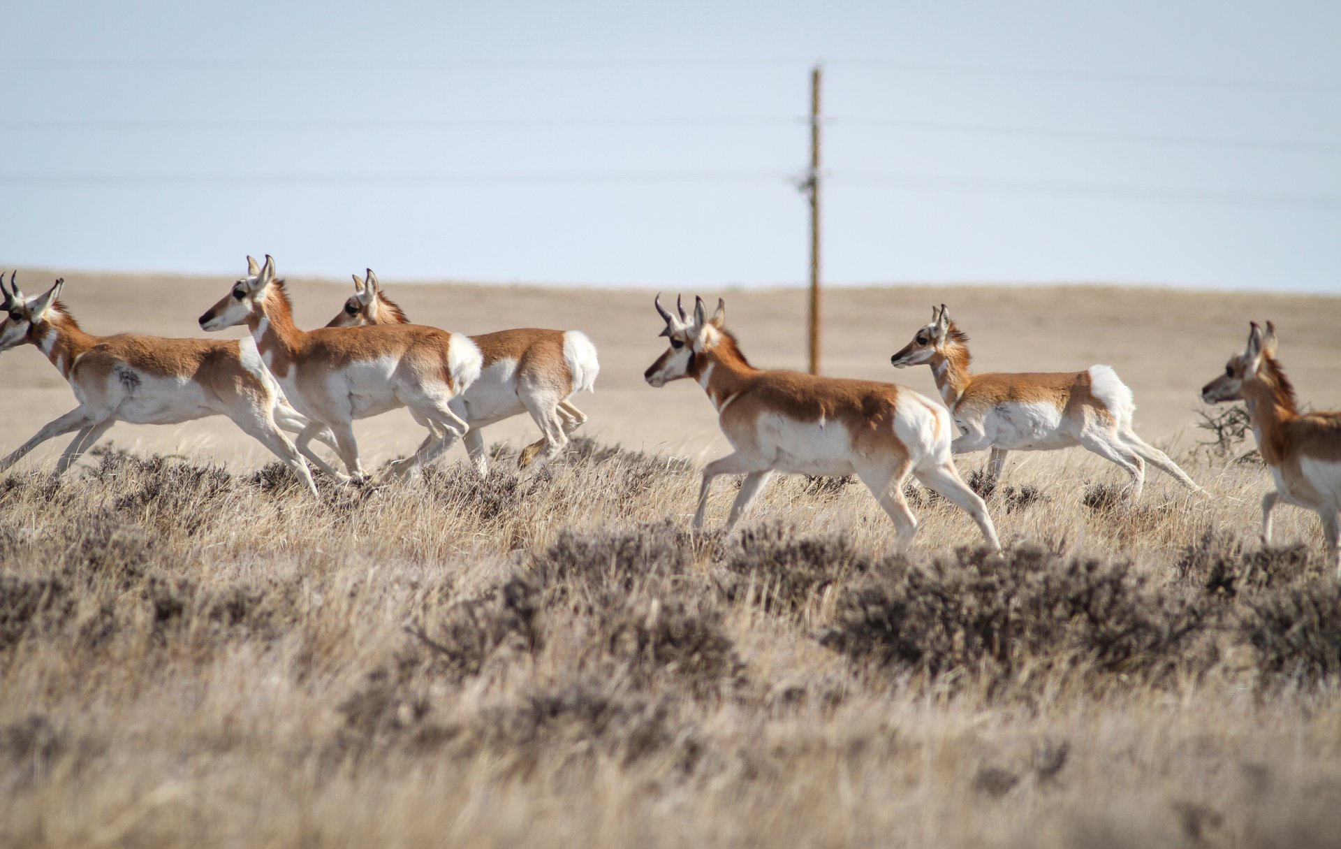 Pronghorn