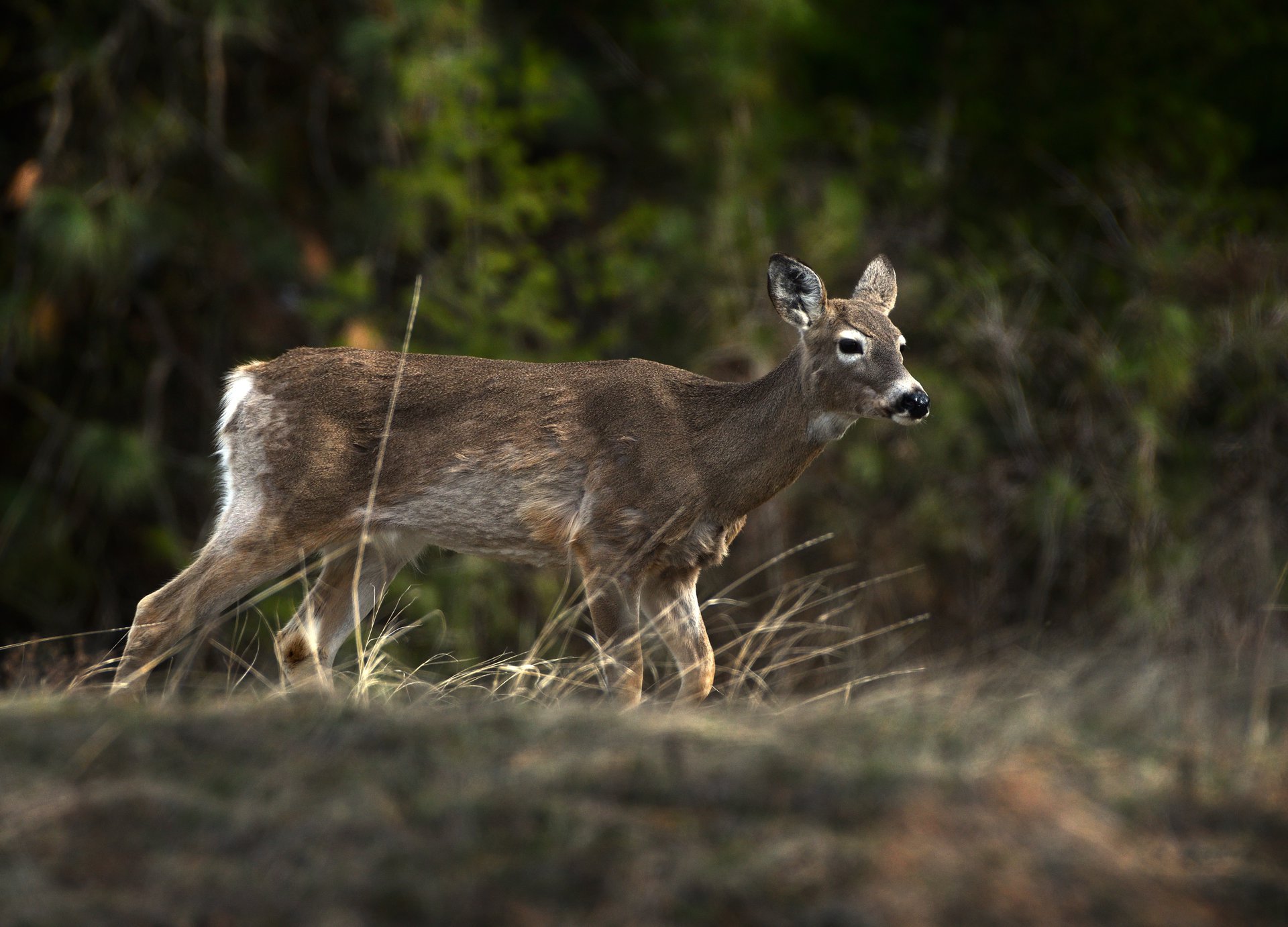 White-tailed Deer