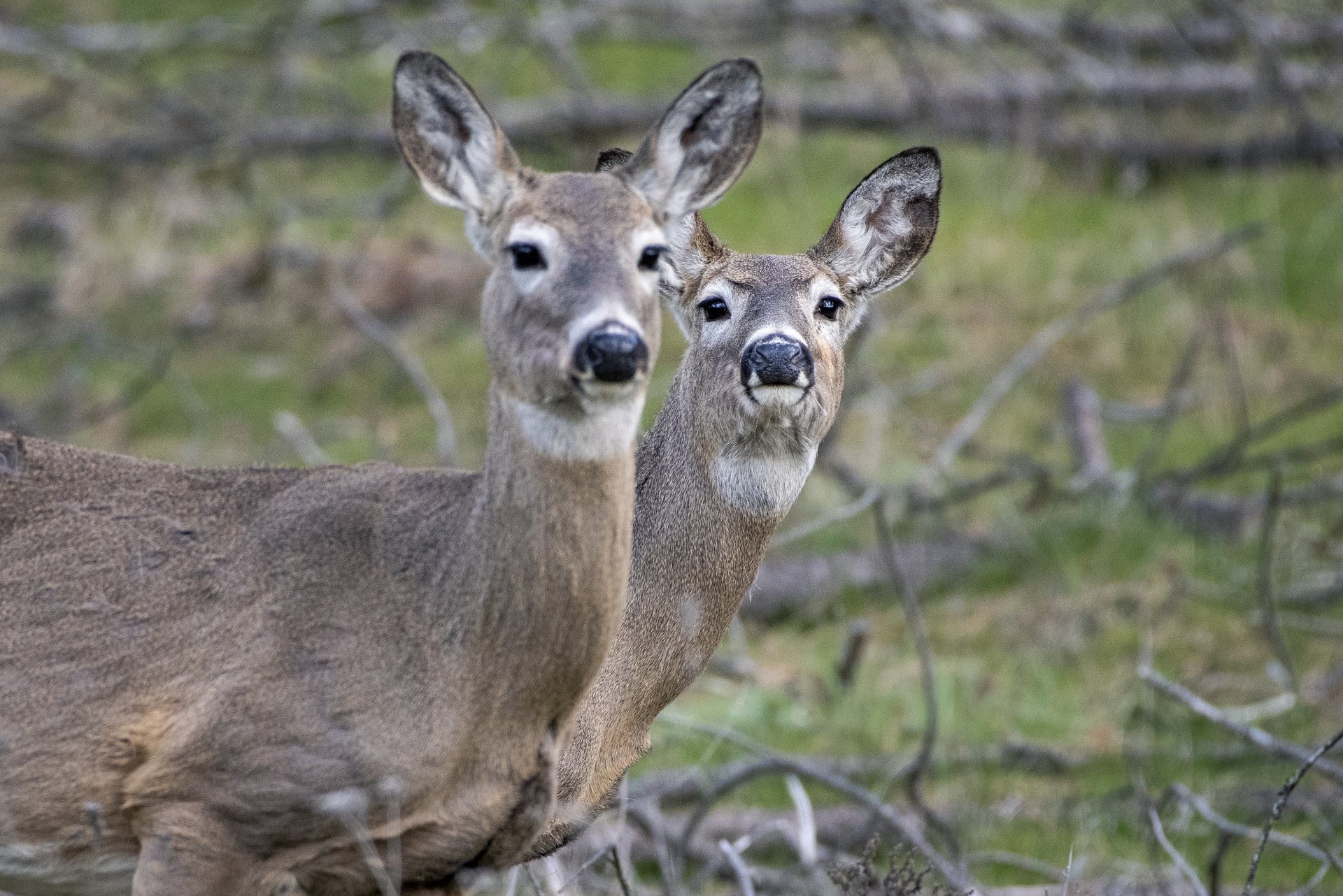 White-tailed Deer
