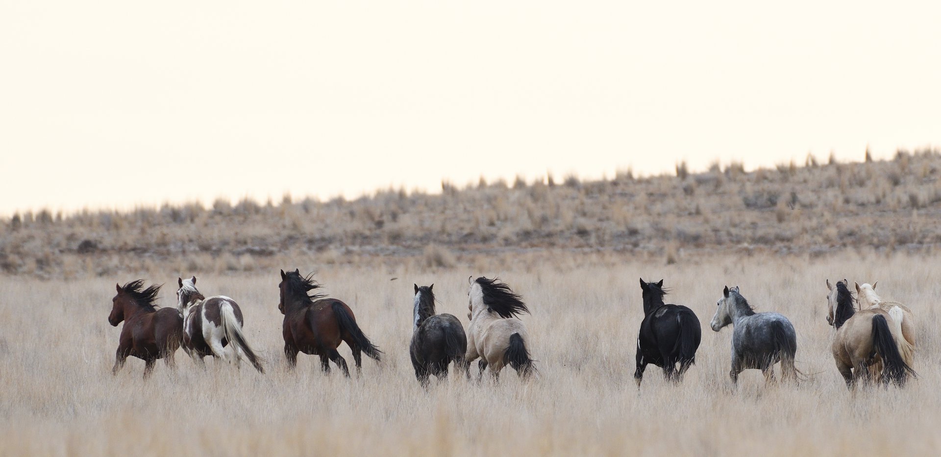 Wild Horses