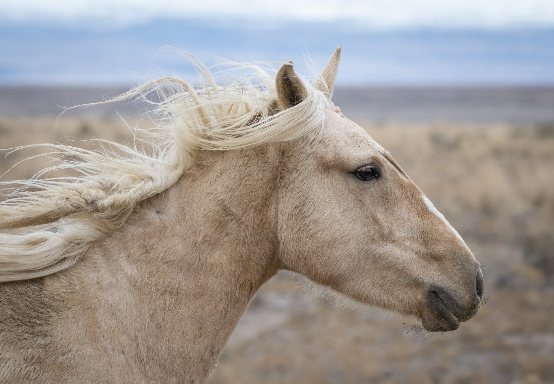 Wild Horse