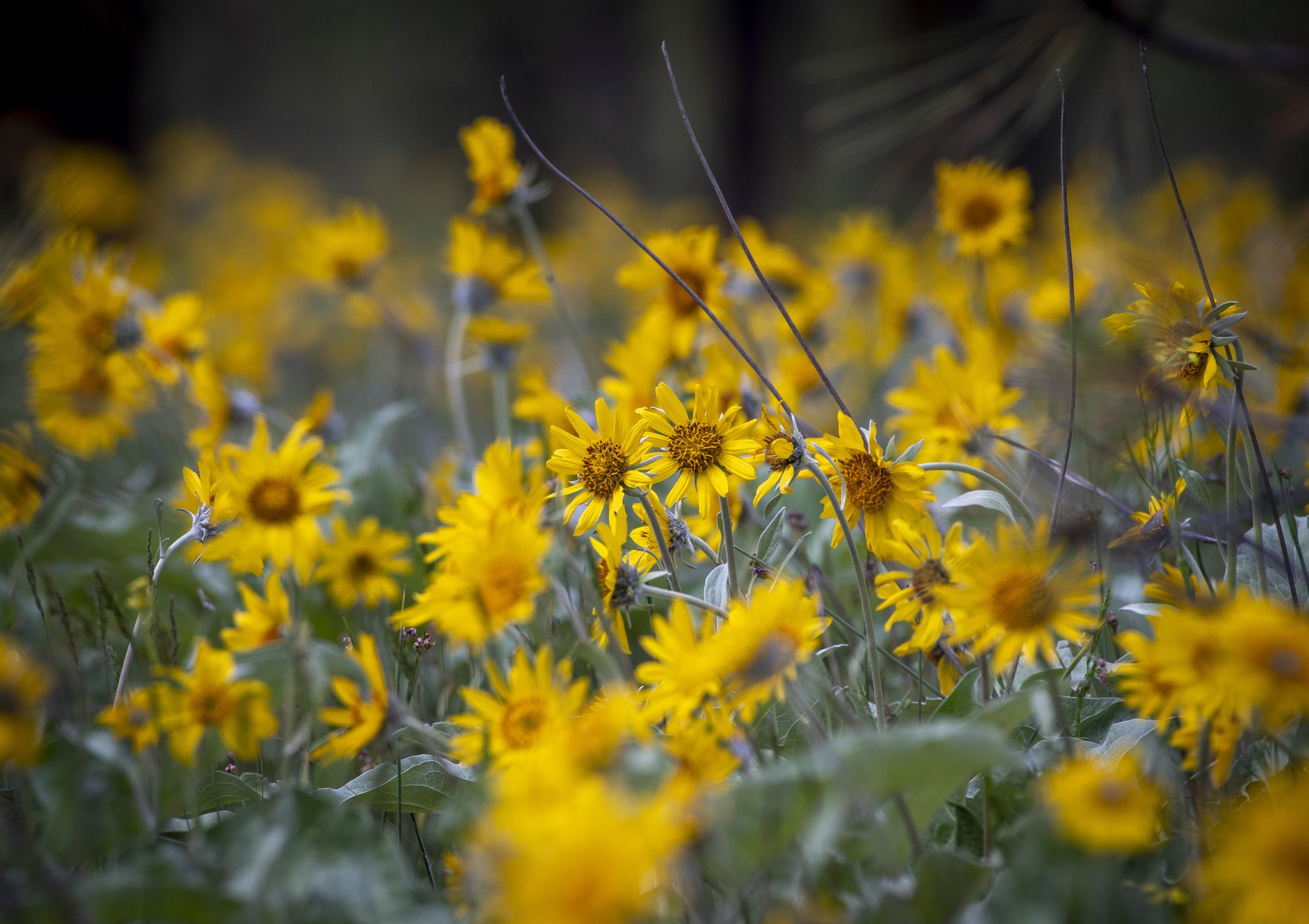 Arrowleaf Balsamroot