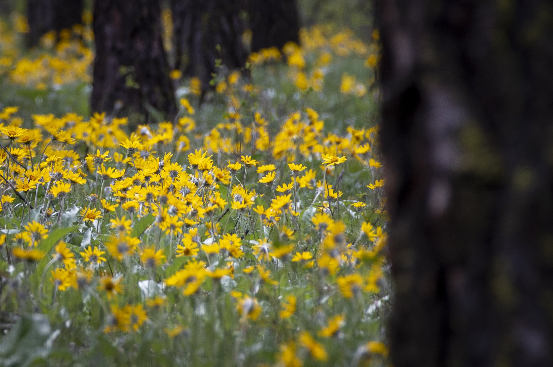 Arrowleaf Balsamroot