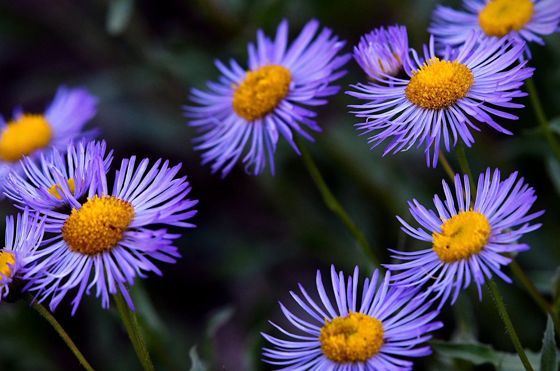 Aspen Fleabane