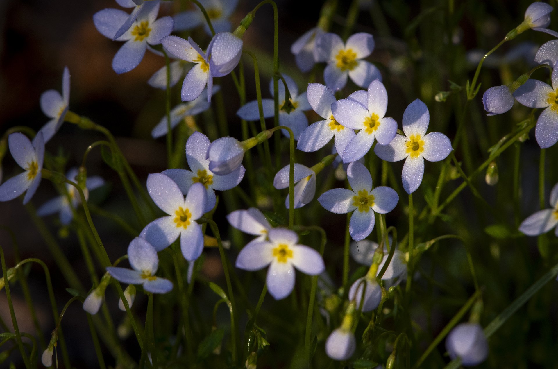 Azure bluets