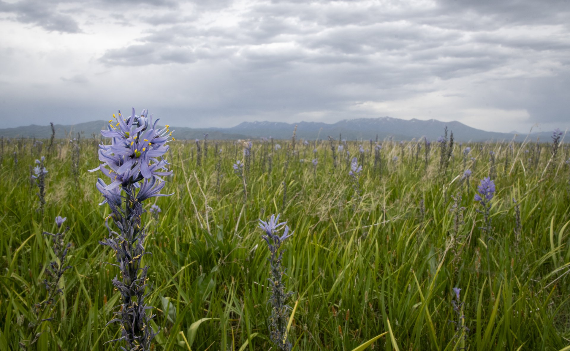 Camas flowers