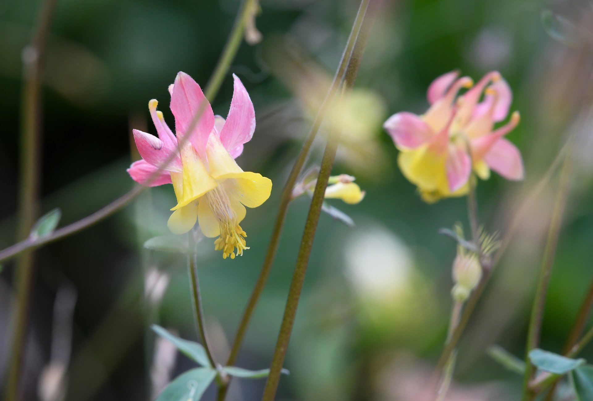Columbines