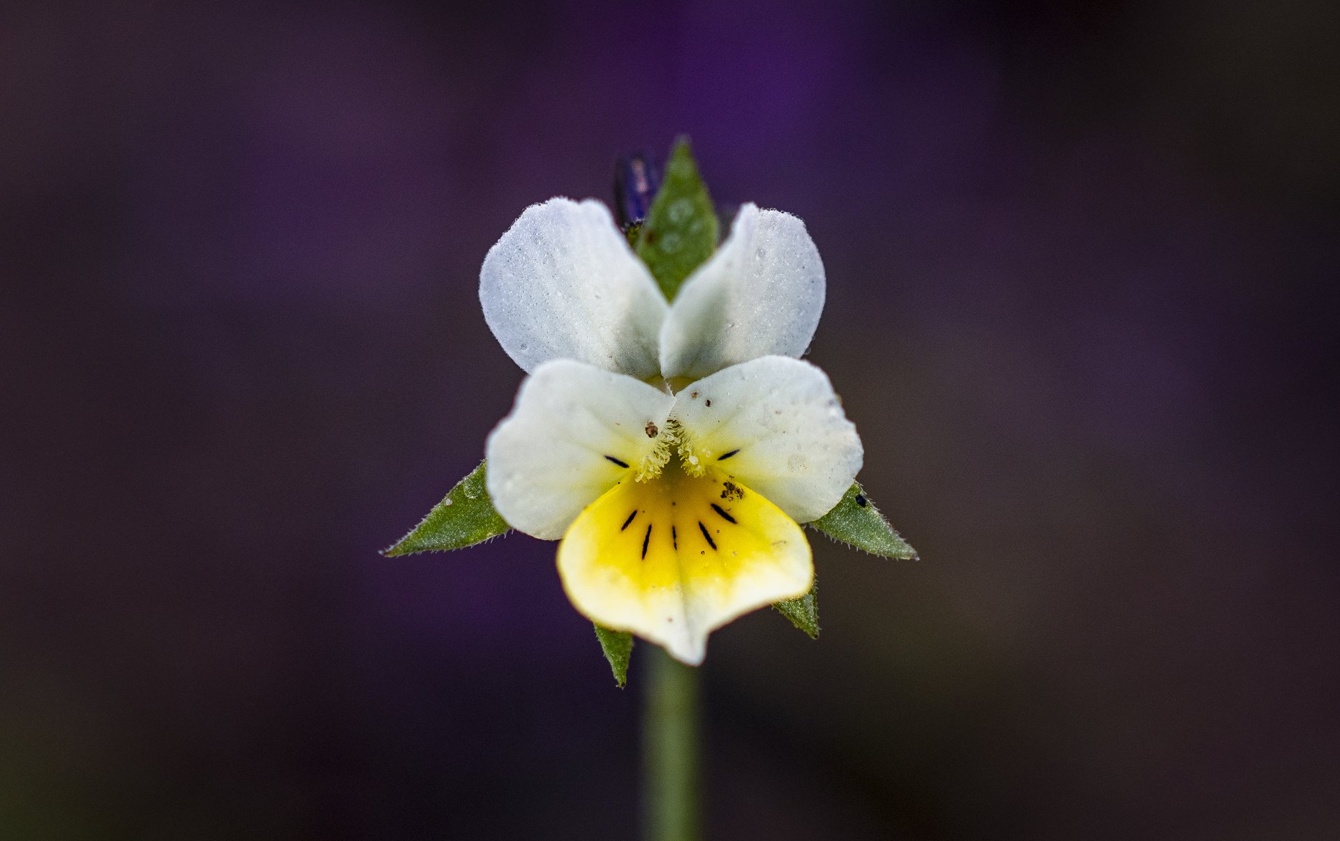 European Field Pansy
