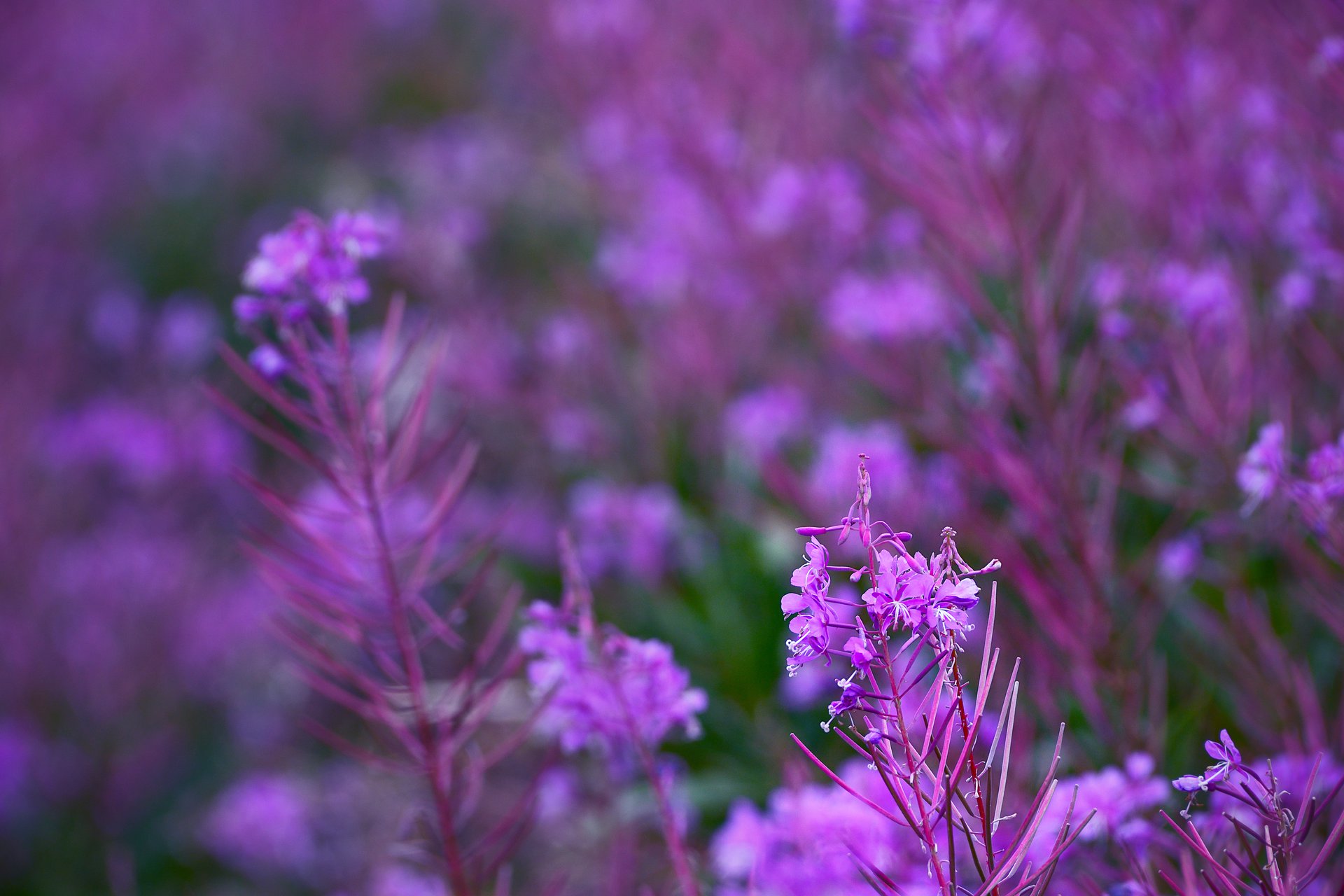 Fireweed