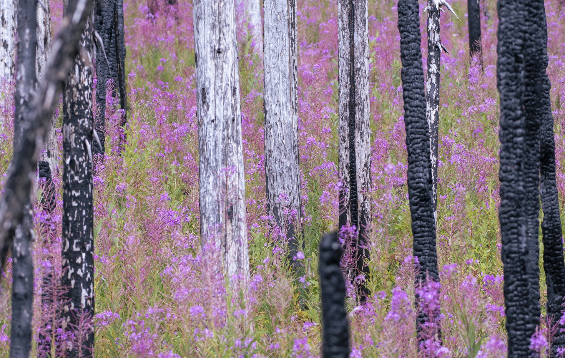 Fireweed
