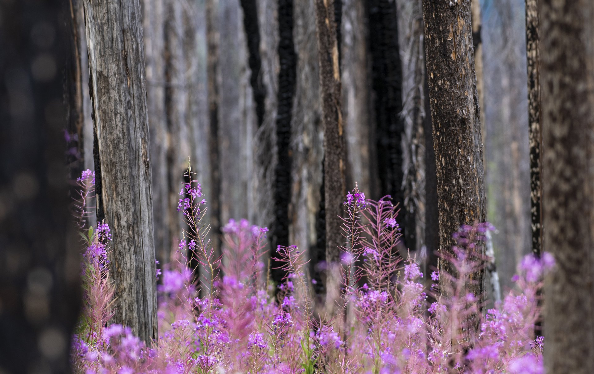 Fireweed