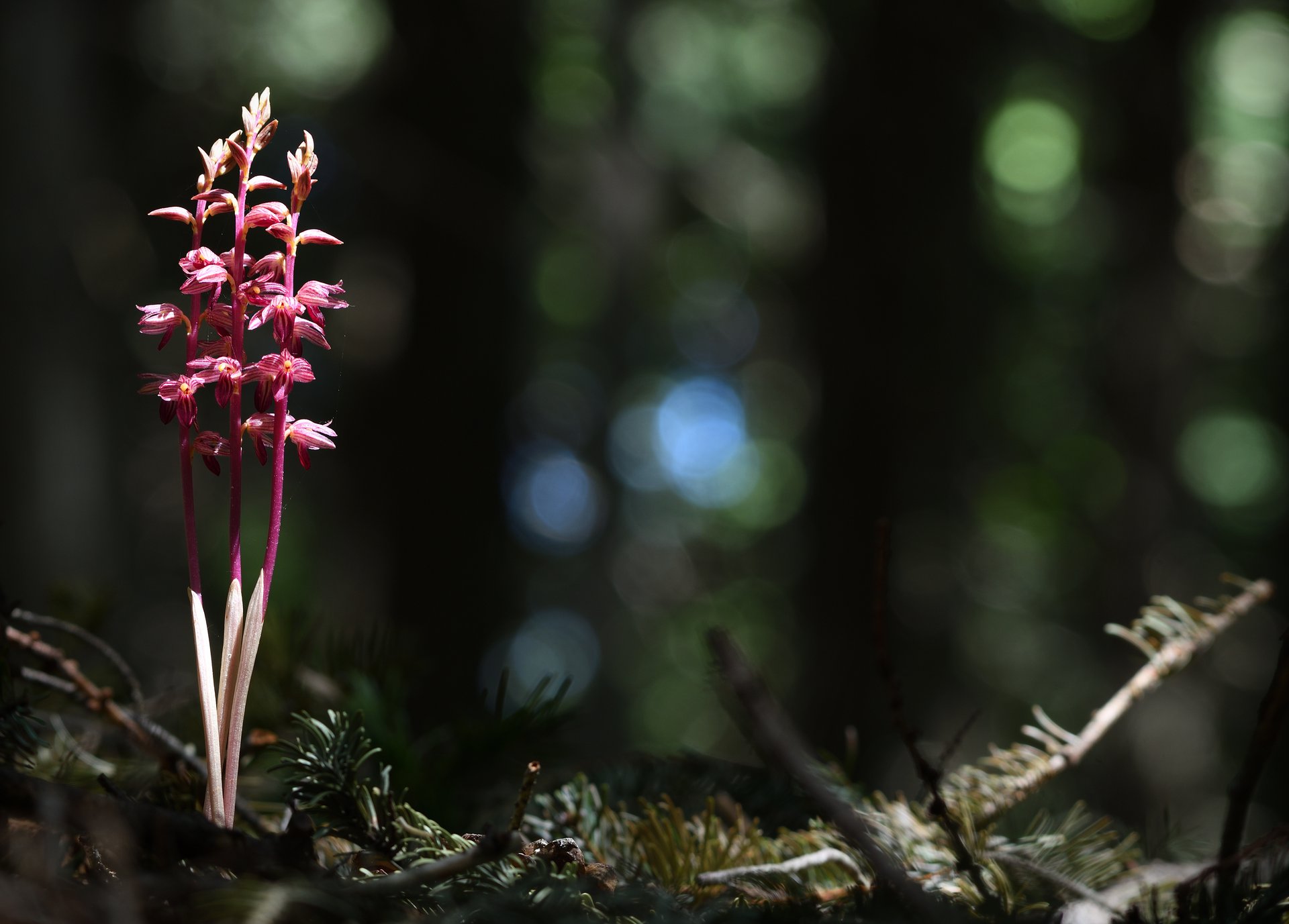 Striped Coralroot