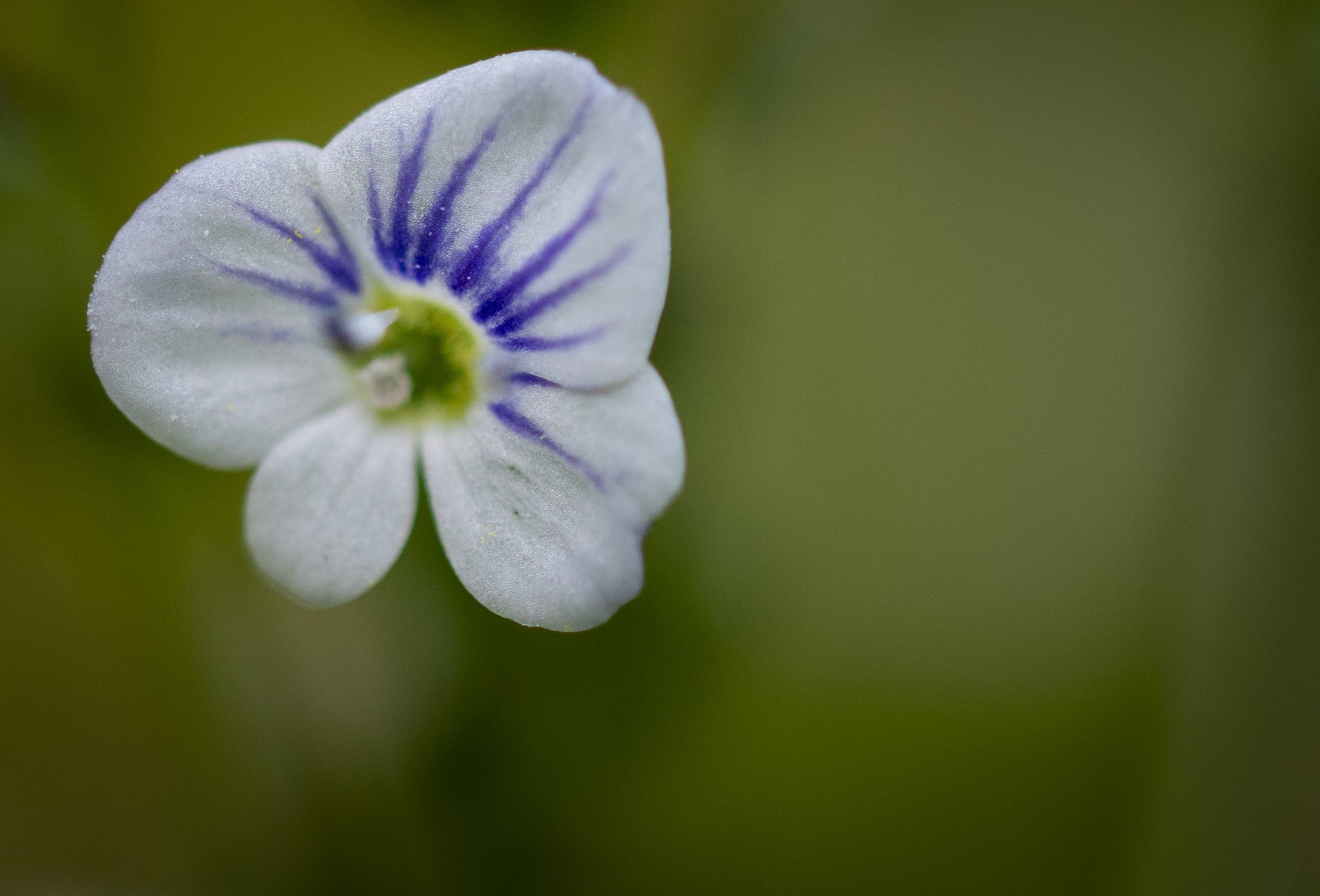 Slender Speedwell