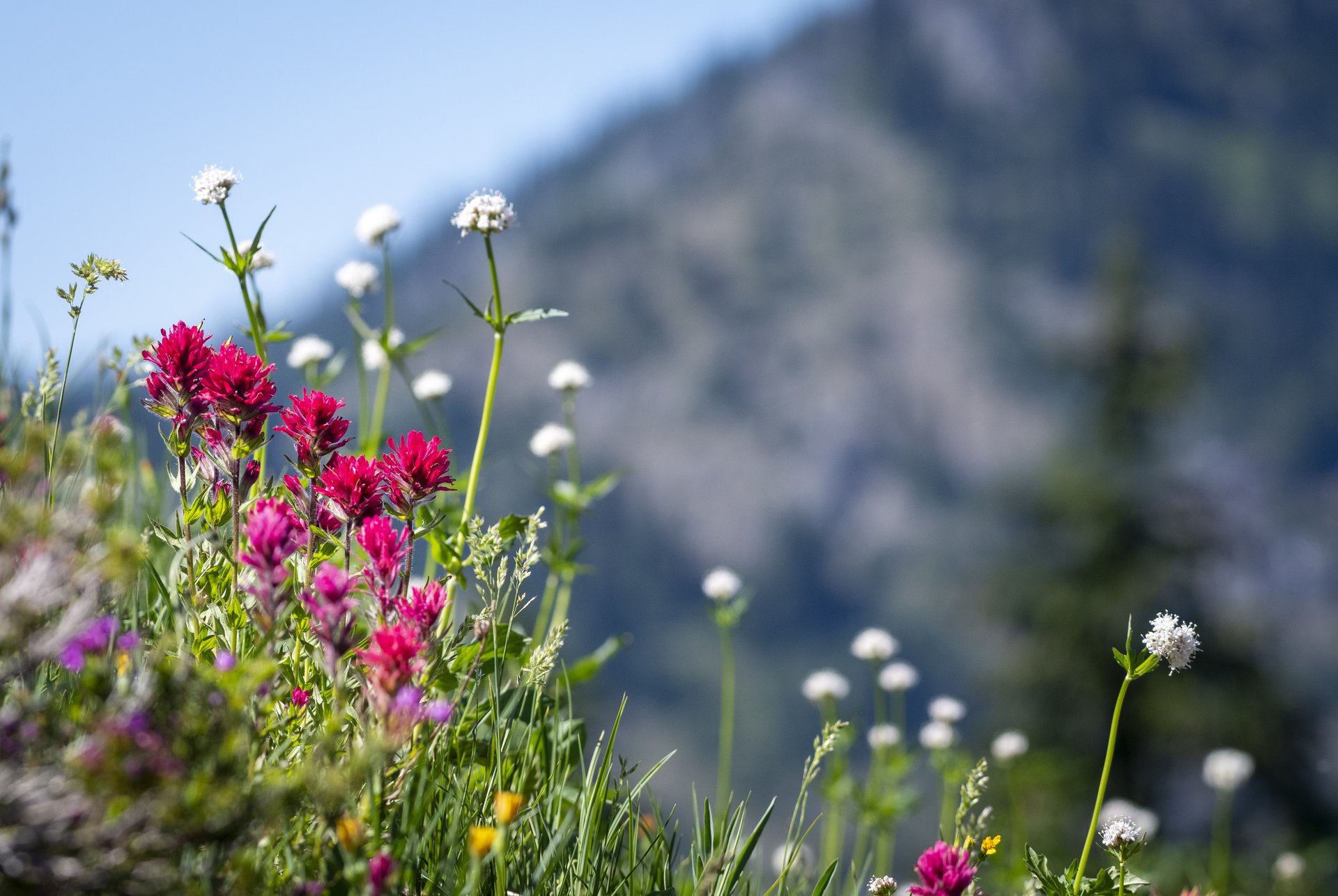 Wildflowers