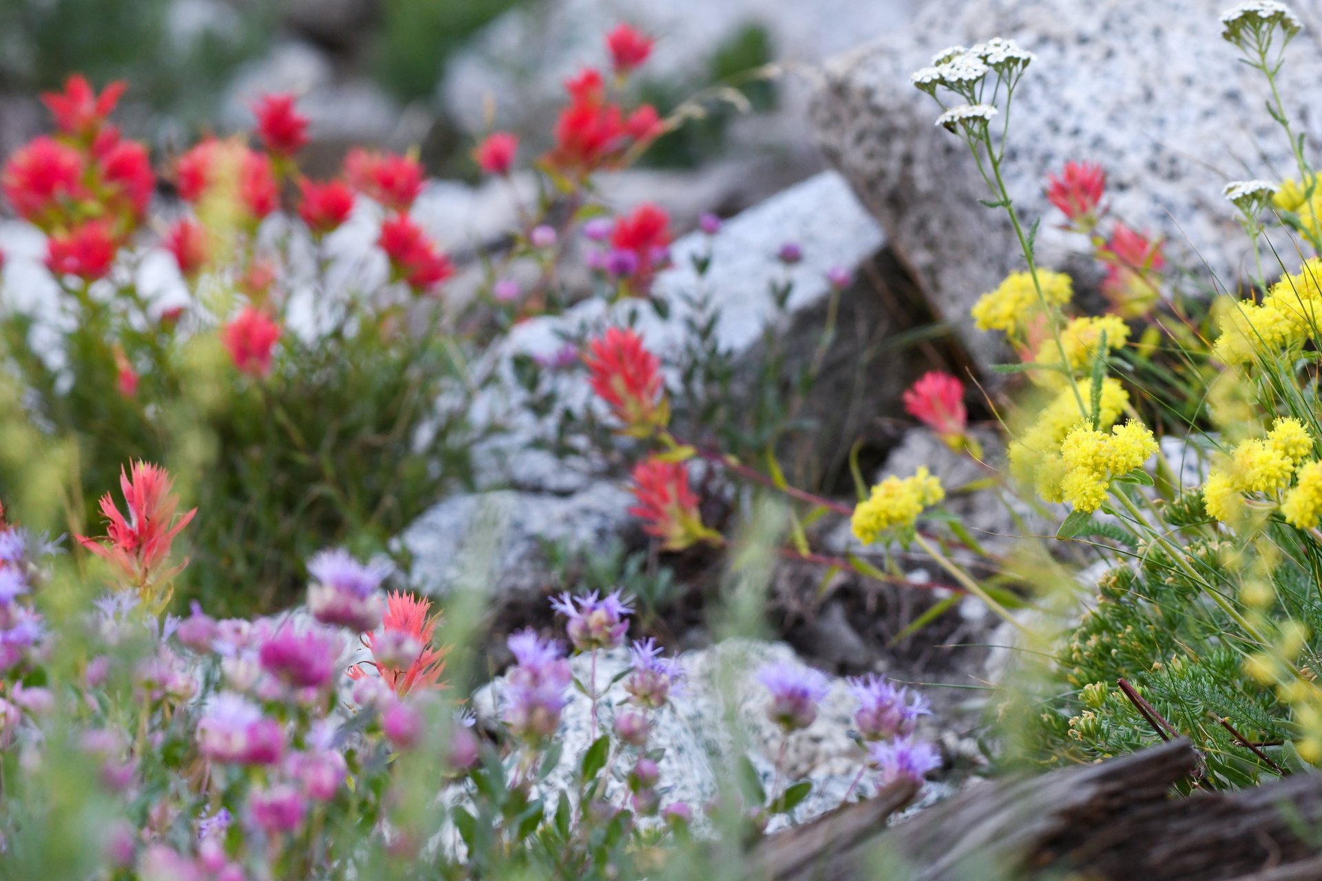 Wildflowers