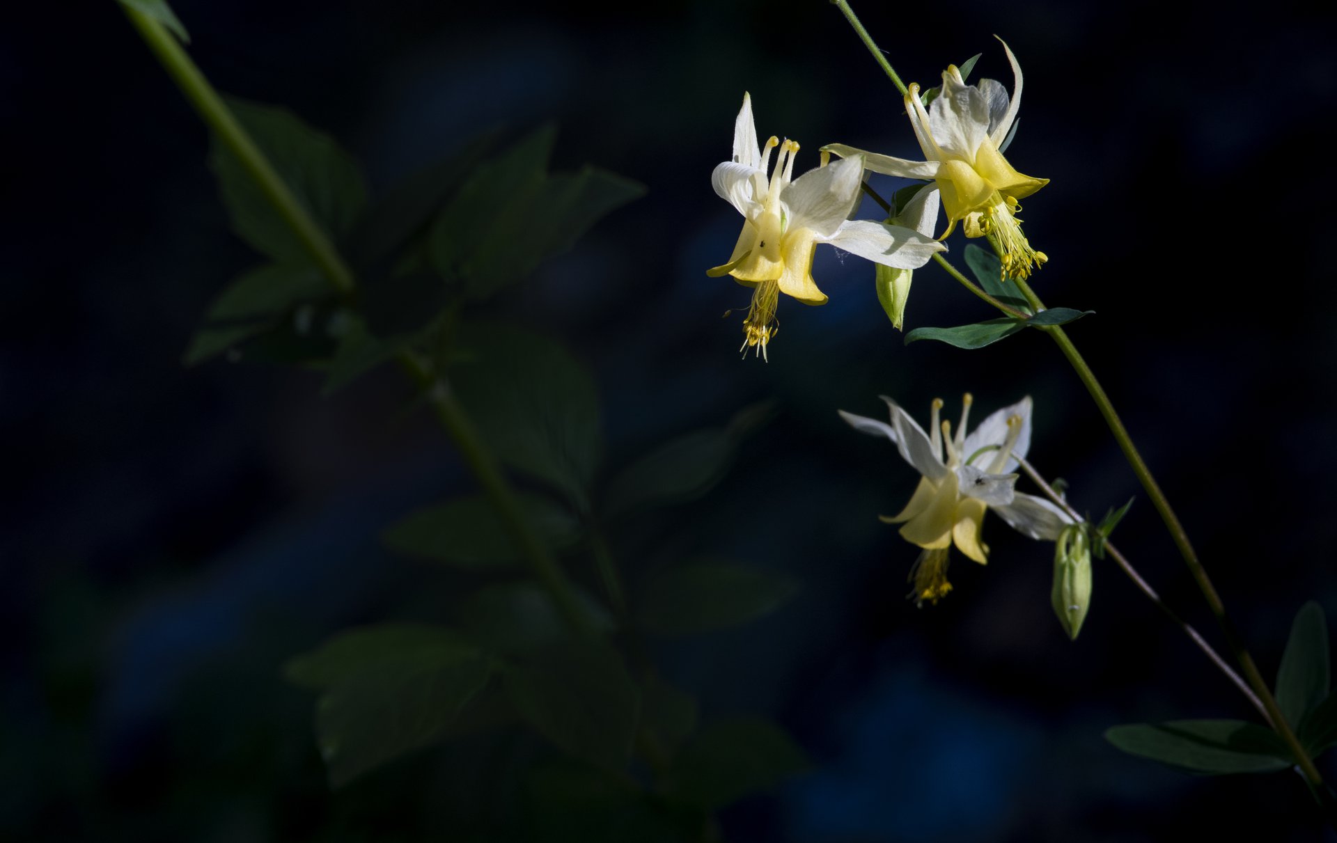 Columbines