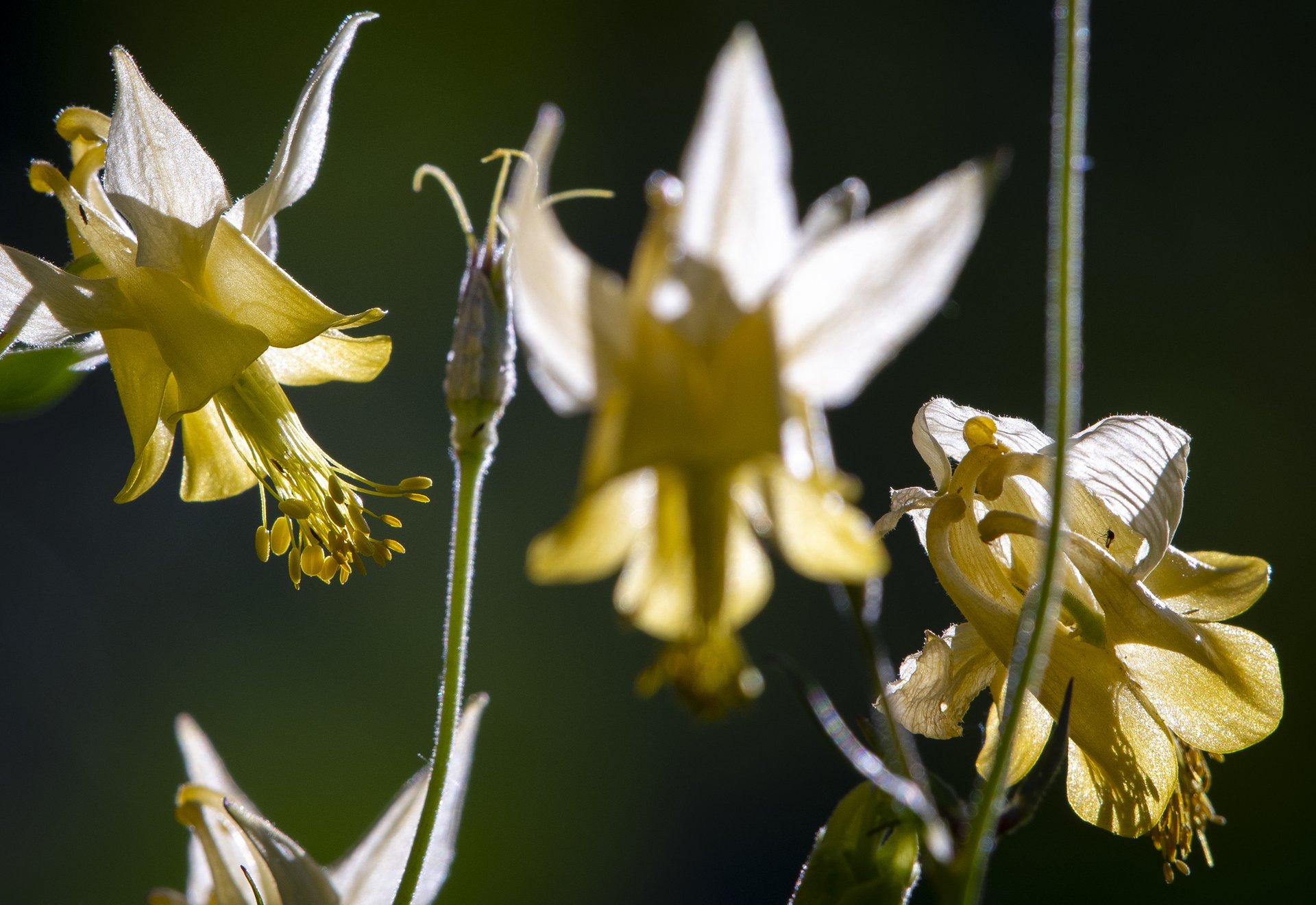 Columbines