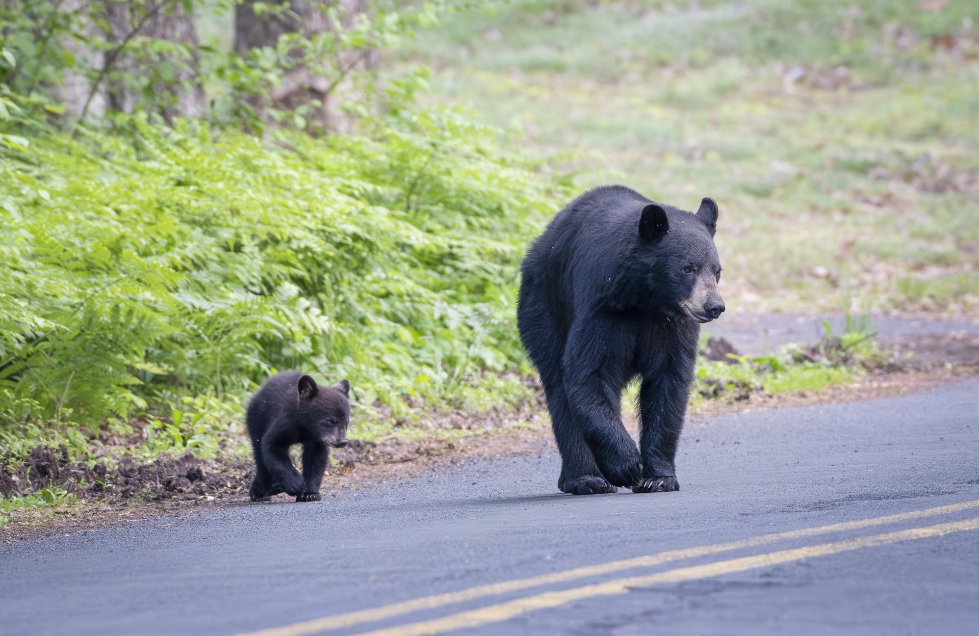 Black bear mom and cub. May 26, 2025. New England.