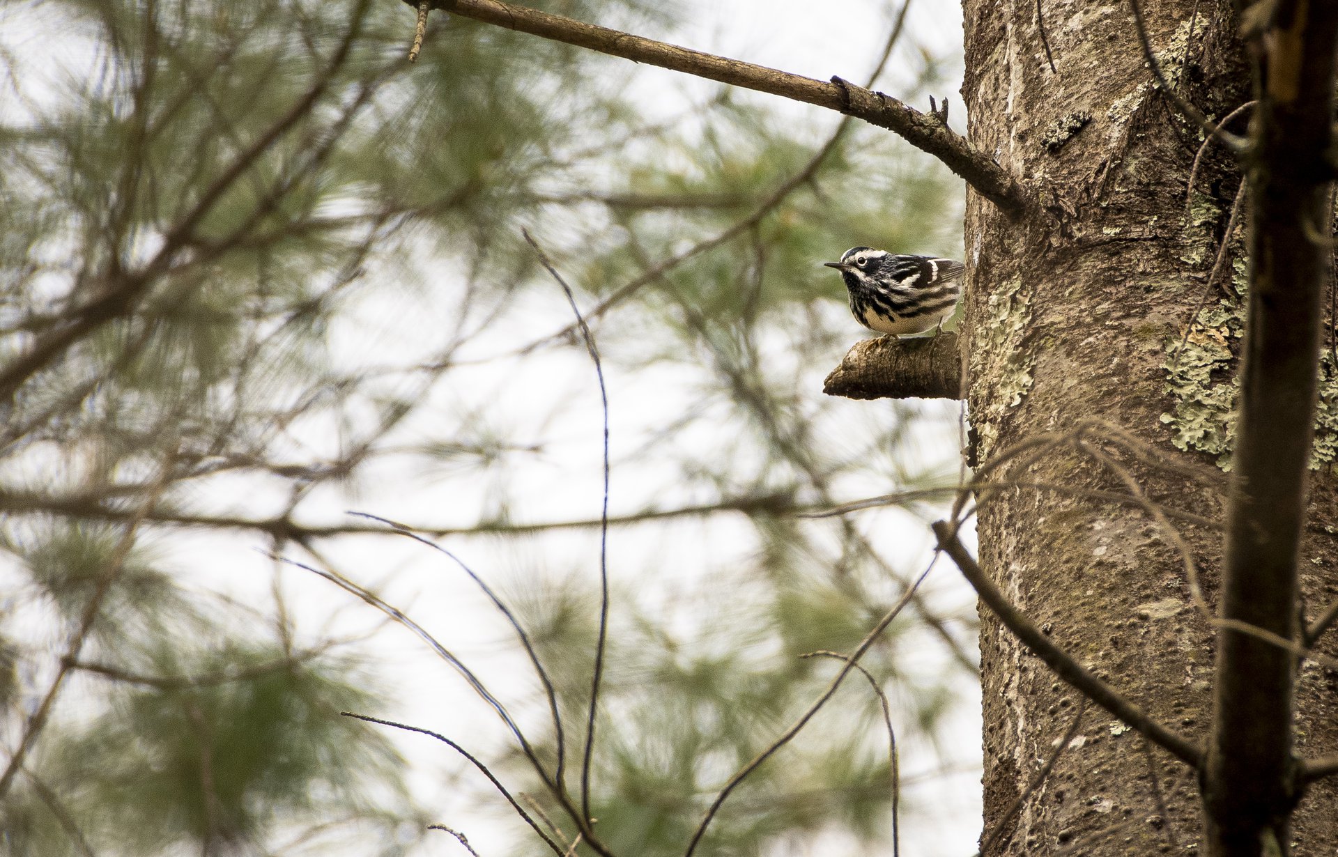 Black-and-white Warbler. May 3, 2026. Connecticut.