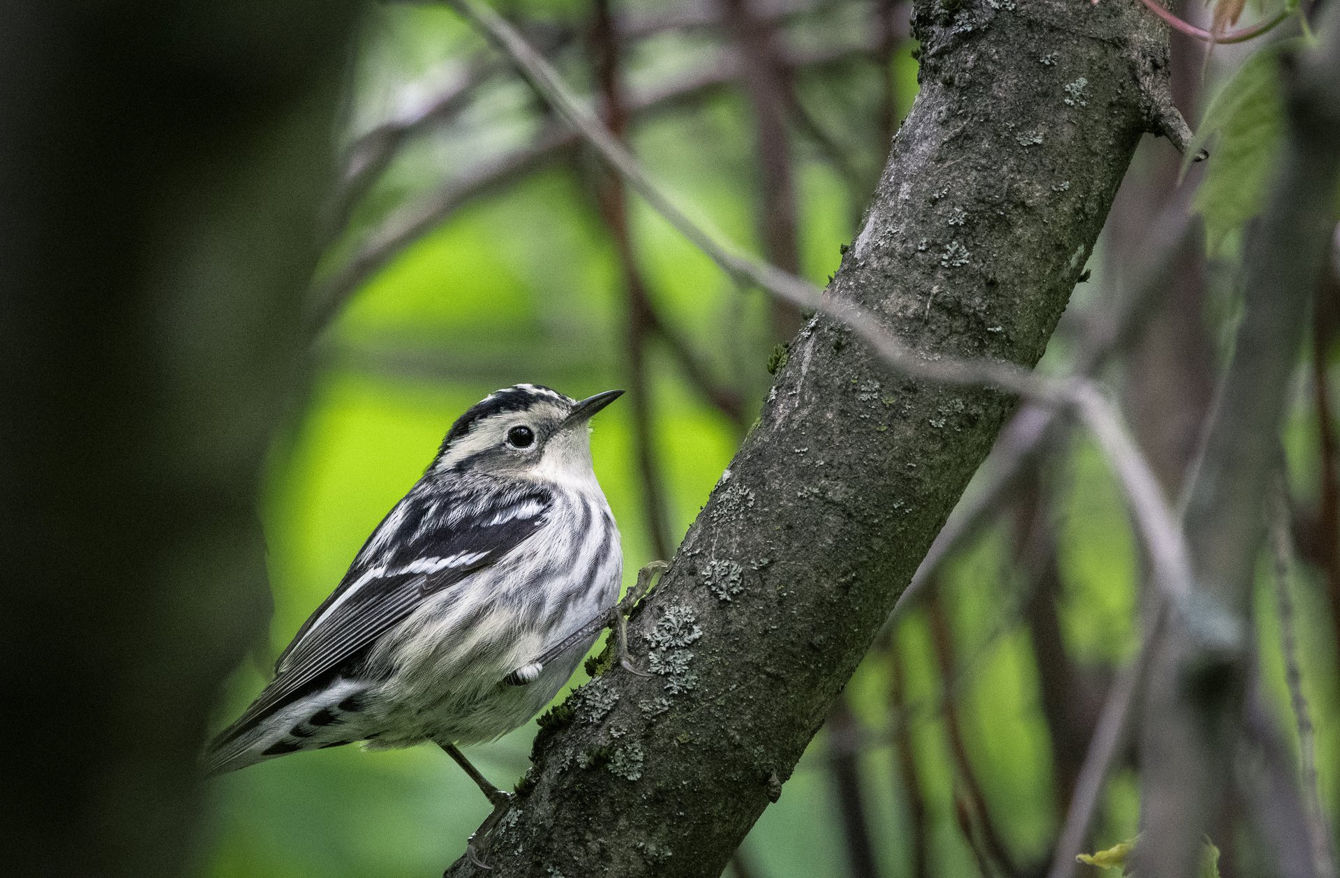Black-and-white Warbler. May 11, 2026. Connecticut.