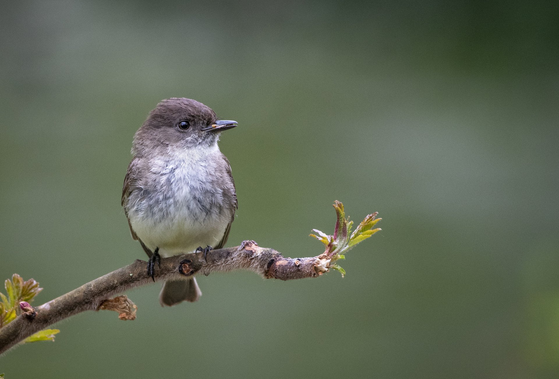 Flycatcher. May 10, 2026. Connecticut.