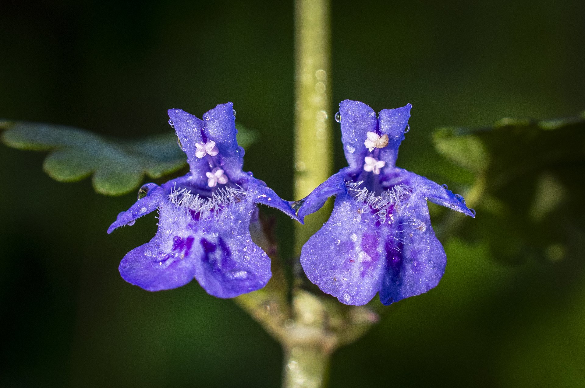 Ground Ivy. April 17, 2026. Connecticut.