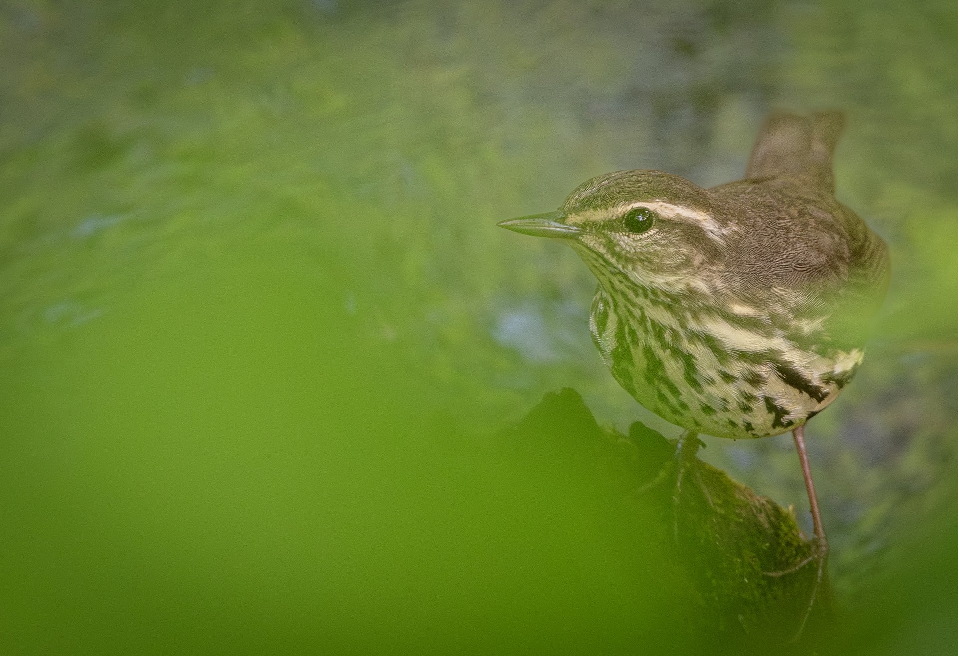 Northern Waterthrush. May 17, 2026. Connecticut.