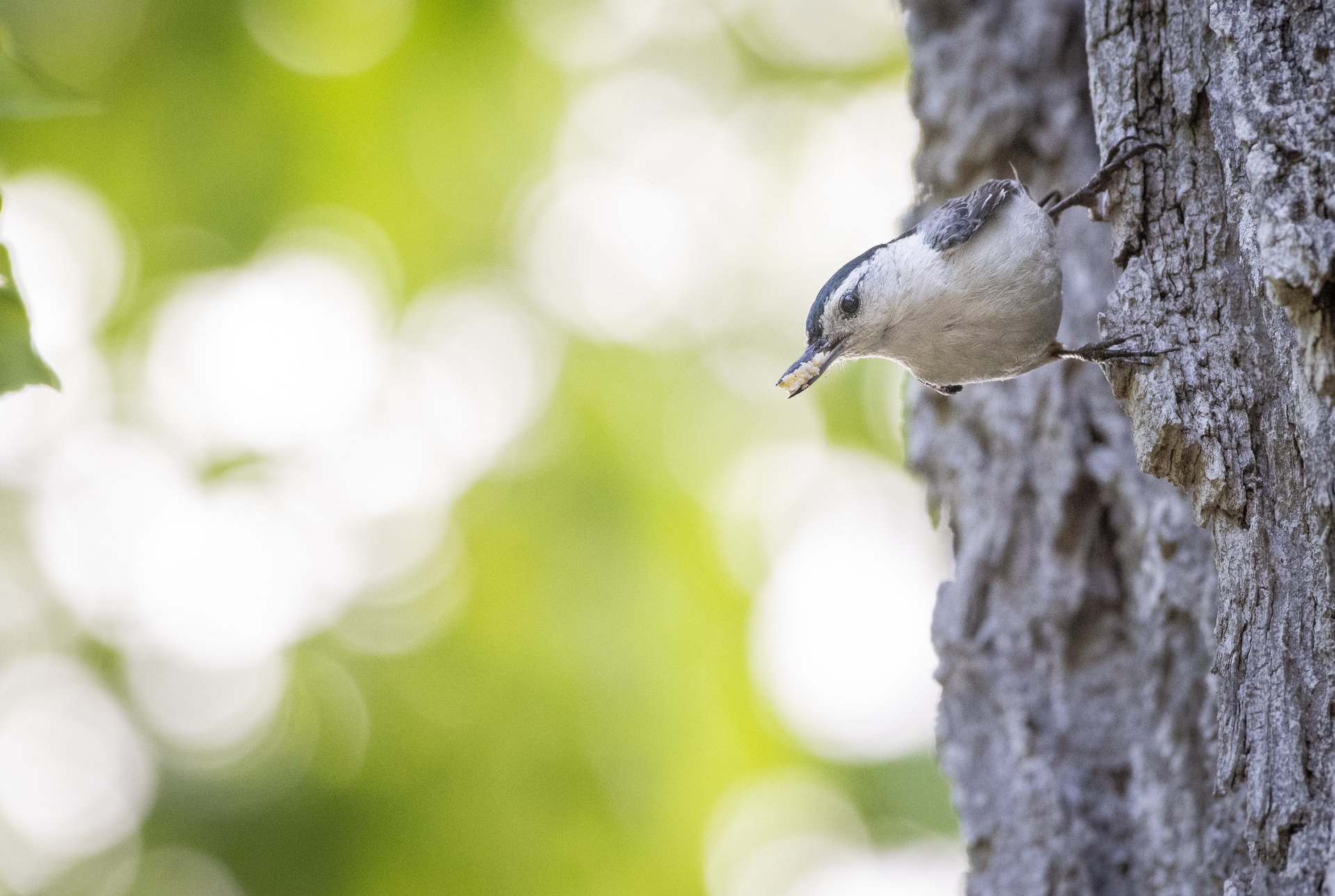 White-breasted Nuthatch. May 26, 2025. Connecticut.